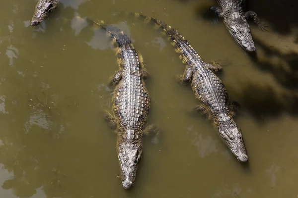 湄公河三角洲的暹罗鳄鱼 — 图库照片