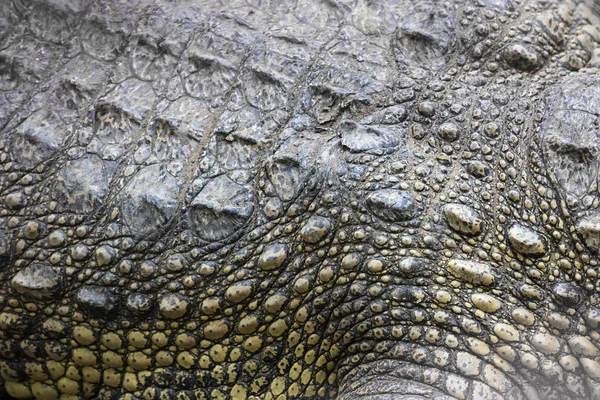 Crocodilos siameses de Mekong delta — Fotografia de Stock