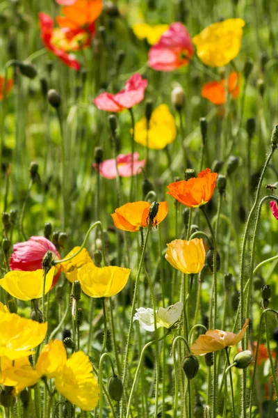Flores de primavera en el campo — Foto de Stock