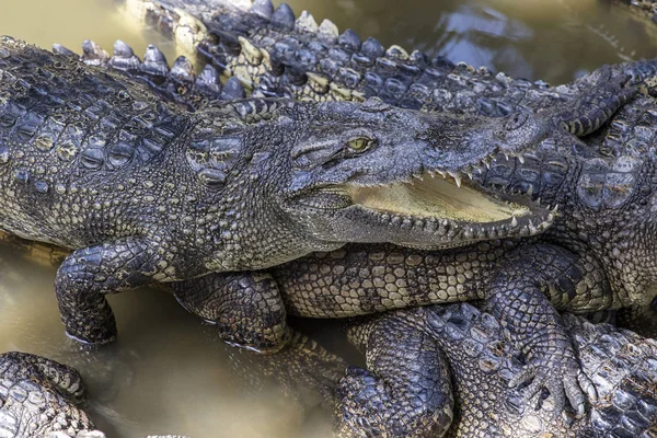 Siamese crocodiles of Mekong delta — Stock Photo, Image