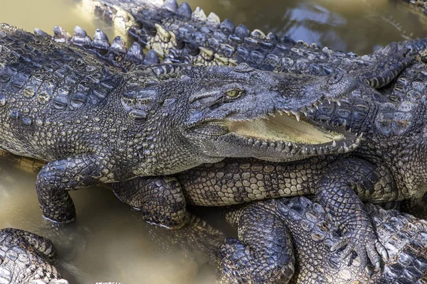 Crocodiles siamois du delta du Mékong — Photo