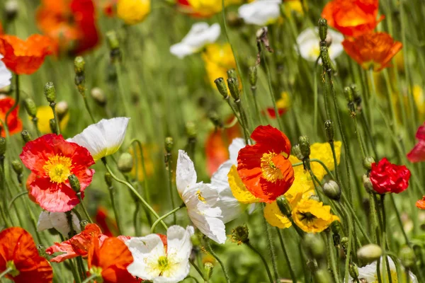 Весенние цветы в поле — стоковое фото