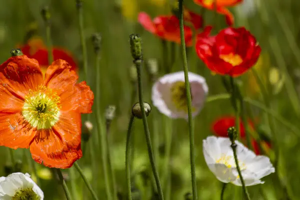 Fleurs de printemps dans le champ — Photo