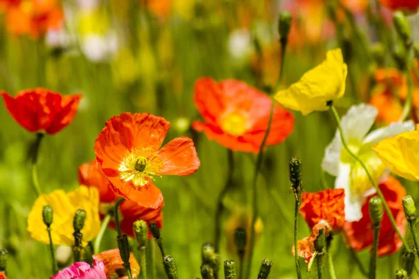 Lentebloemen in het veld — Stockfoto