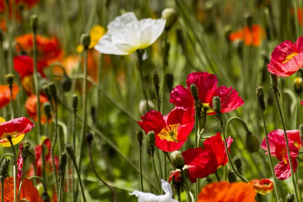 Lentebloemen in het veld — Stockfoto