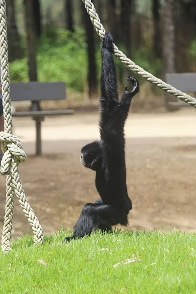 Taronga Western Plains Zoo en Australia — Foto de Stock