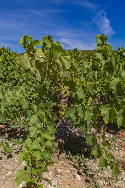 Languedoc-Roussillon province in France — Stock Photo, Image