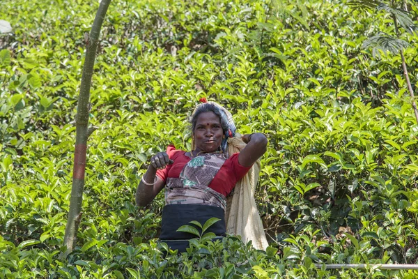 スリランカの茶畑で — ストック写真