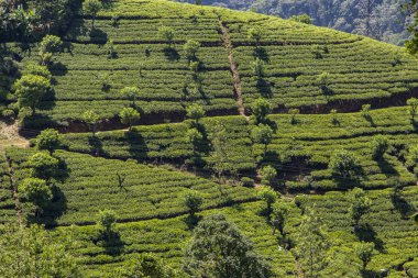 Sri Lanka 'daki çay çiftliği.
