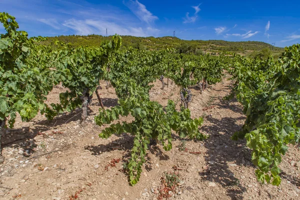 Languedoc-Roussillon província na França — Fotografia de Stock