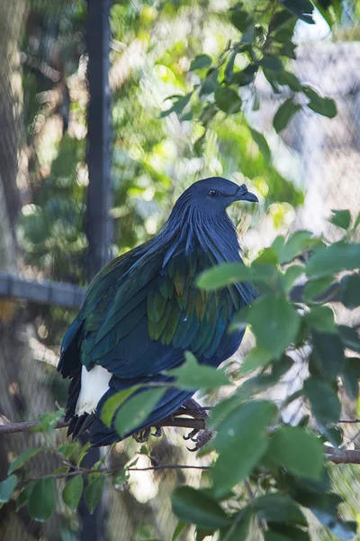 Nicobar pombo de perto — Fotografia de Stock