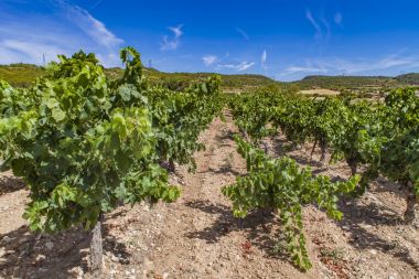 Languedoc-Roussillon province in France