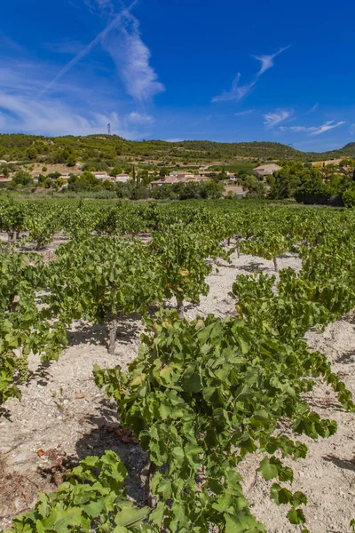 Fransa'da Languedoc-Roussillon ili şehir Cruzy — Stok fotoğraf