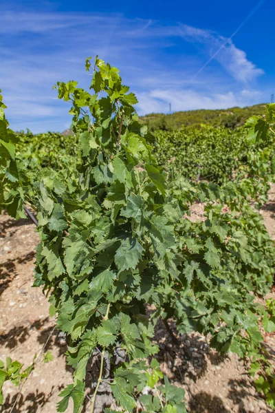 Languedoc-Roussillon province in France — 스톡 사진