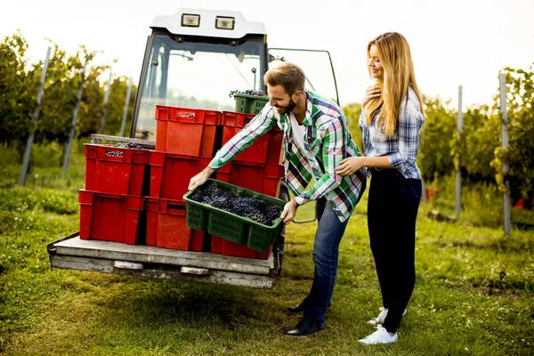 Молода пара в винограднику — стокове фото