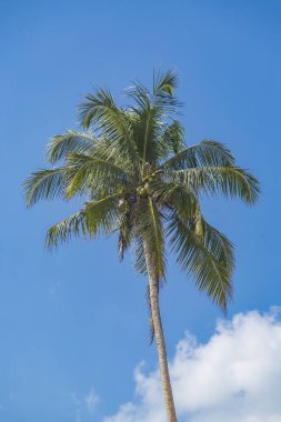 Sri Lanka Mirissa plajda palmiye