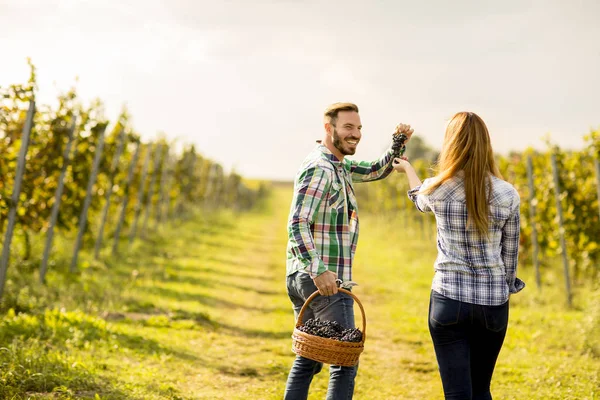 Pareja joven en un viñedo —  Fotos de Stock