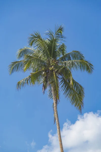 Palma en la playa de Mirissa en Sri Lanka — Foto de Stock