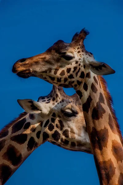 Två giraff huvuden — Stockfoto