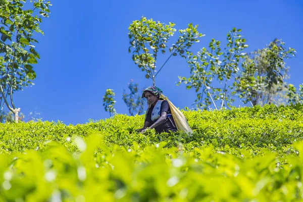 スリランカの茶畑で — ストック写真
