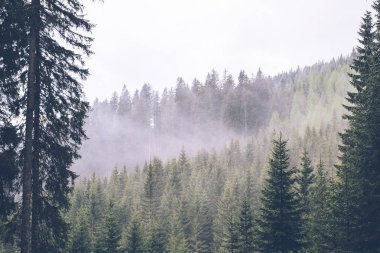 Çam ormanı görüntülemek