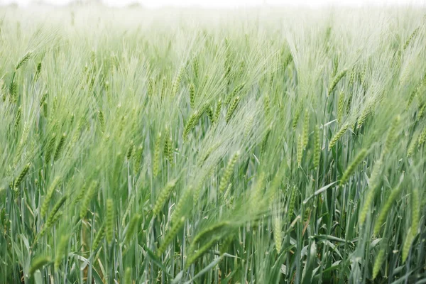 Trigo imaturo no campo — Fotografia de Stock