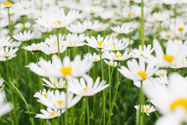 Campo de flores de margarida — Fotografia de Stock