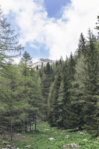 Blick auf Kiefernwald — Stockfoto