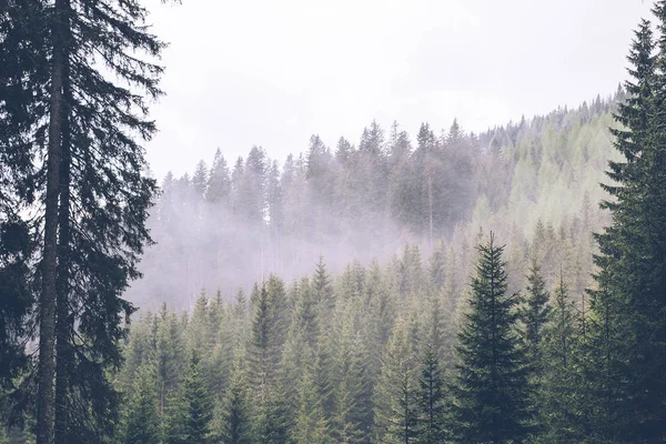 Çam ormanı görüntülemek