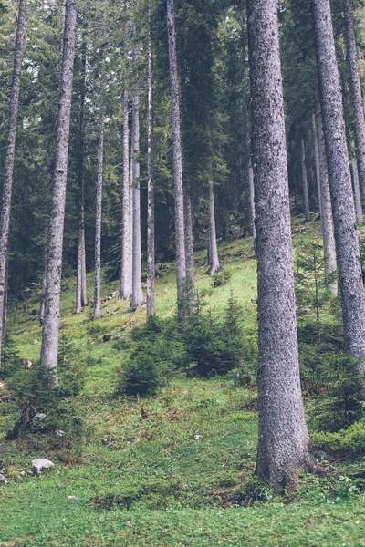 Vista en el bosque de pinos —  Fotos de Stock