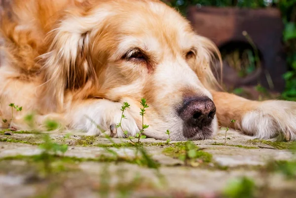 Golden Retriever on the ground — Stock Photo, Image