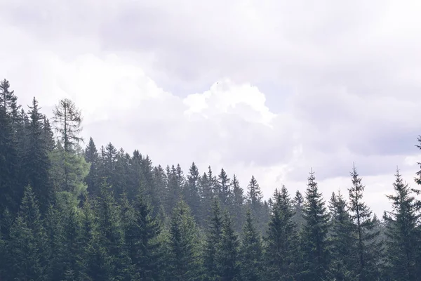 Bekijken van dennenbos — Stockfoto