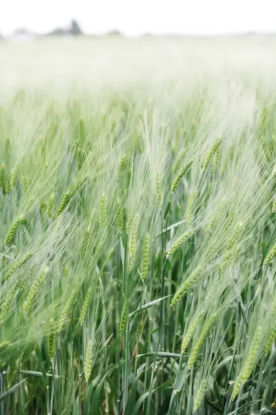 Olgunlaşmamış buğday alanında — Stok fotoğraf