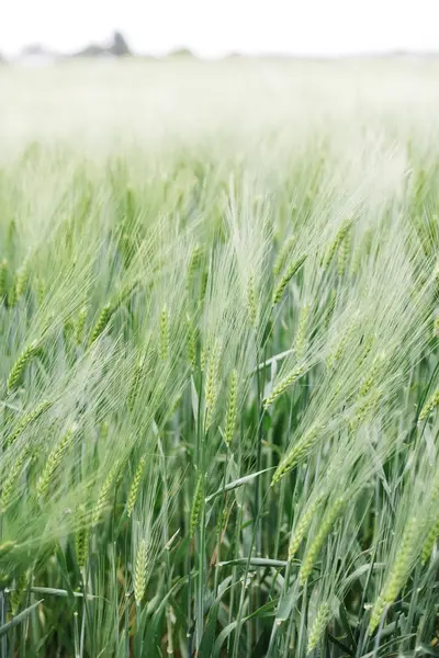 Trigo imaturo no campo — Fotografia de Stock