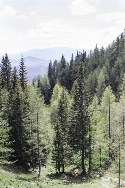 Pohled na borový les — Stock fotografie