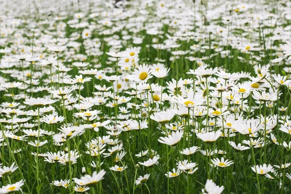 Campo de flores de margarida — Fotografia de Stock