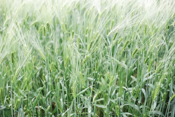 Olgunlaşmamış buğday alanında — Stok fotoğraf