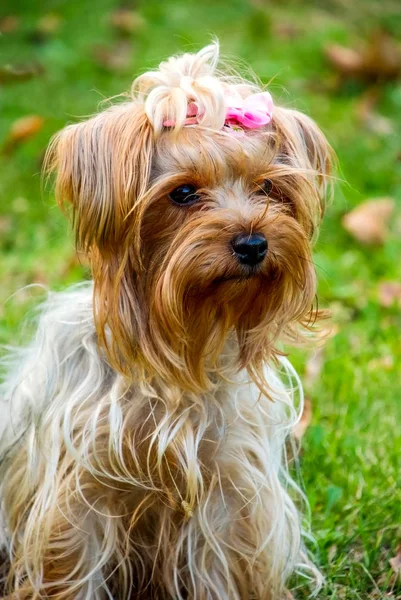 Yorkshire terrier nel parco — Foto Stock