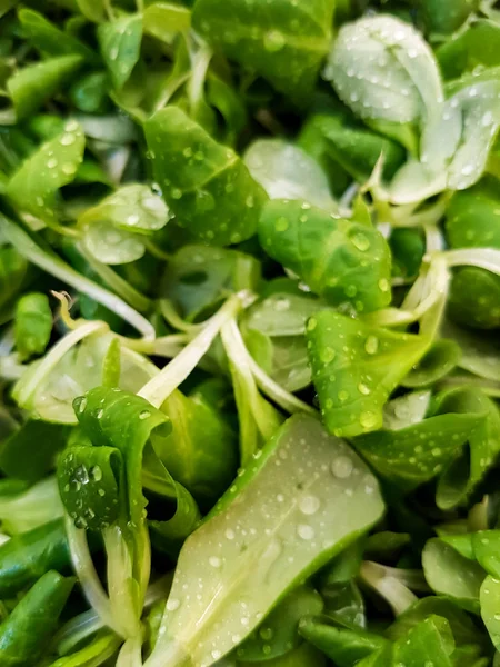 Comida Valerianella locusta (planta Rapunzel) — Fotografia de Stock