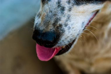 Tatlı köpek burun