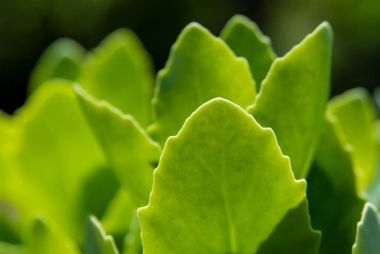 Bahçede yeşil yapraklar