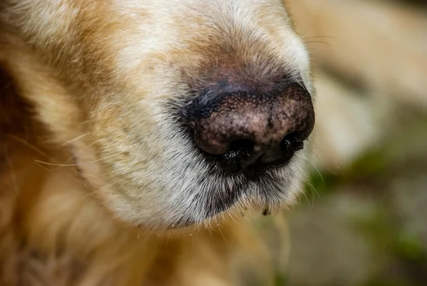 Fechar o nariz do cão — Fotografia de Stock