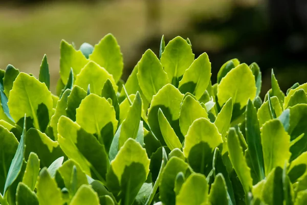 Gröna blad i trädgården — Stockfoto