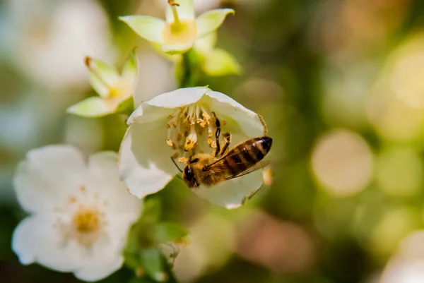 Abeja de miel en flores —  Fotos de Stock