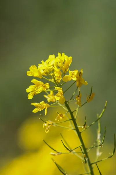 Heller Feldsenf — Stockfoto