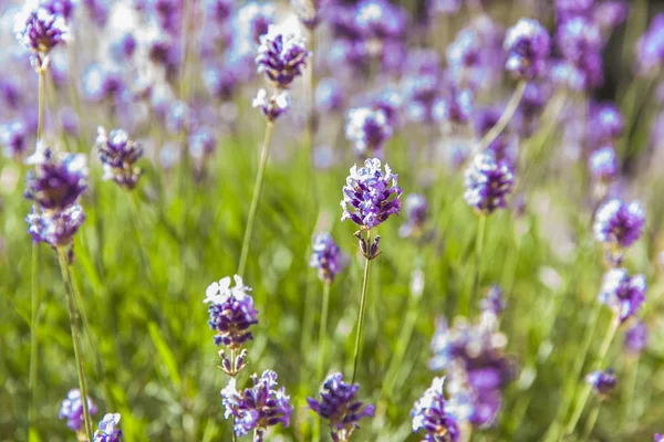 Blumen auf Lavendelfeld — Stockfoto