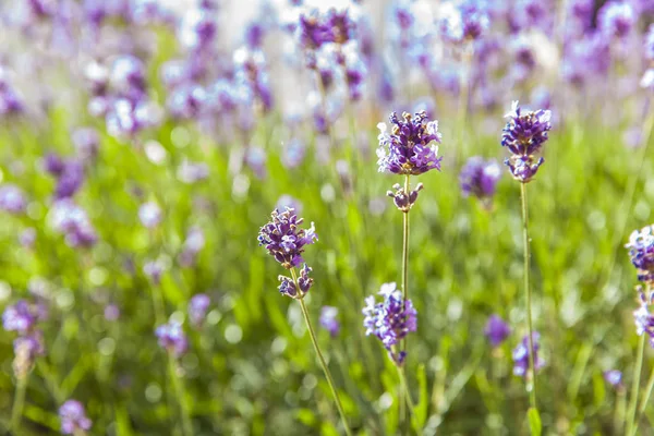 Blumen auf Lavendelfeld — Stockfoto
