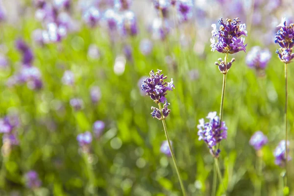 Blumen auf Lavendelfeld — Stockfoto