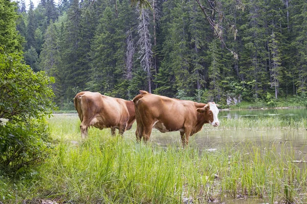 Cenário de montanha com vacas pastejadas — Fotografia de Stock