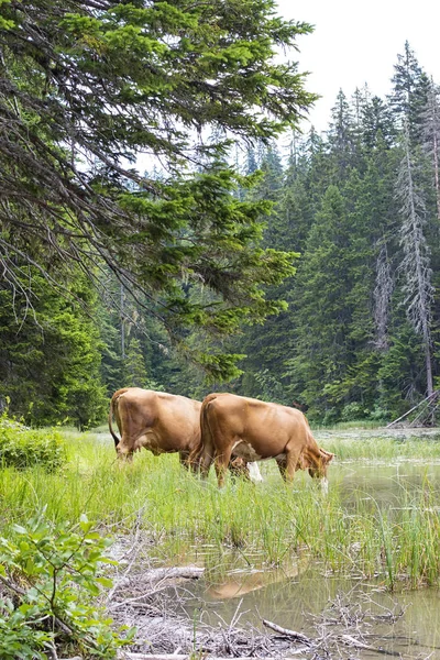 Cenário de montanha com vacas pastejadas — Fotografia de Stock